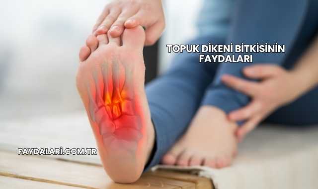 Topuk Dikeni Bitkisinin Faydaları