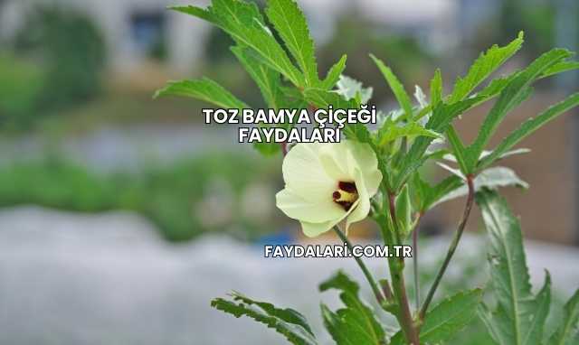 Toz Bamya Çiçeği Faydaları