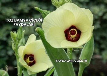Toz Bamya Çiçeği Faydaları