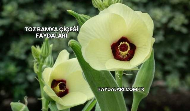 Toz Bamya Çiçeği Faydaları