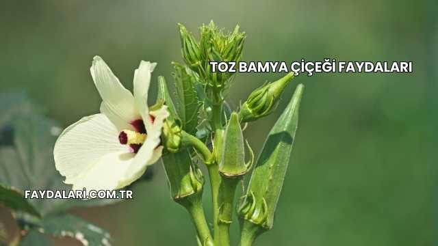 Toz Bamya Çiçeği Faydaları