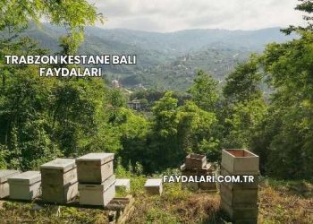 Trabzon Kestane Balı Faydaları
