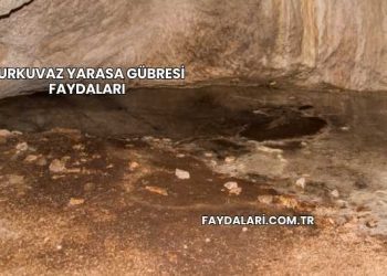 Turkuvaz Yarasa Gübresi Faydaları