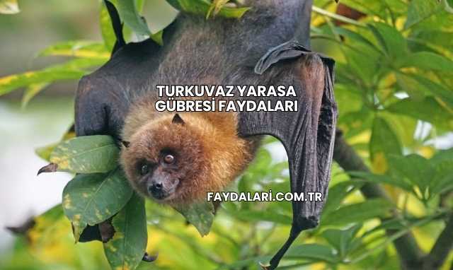 Turkuvaz Yarasa Gübresi Faydaları