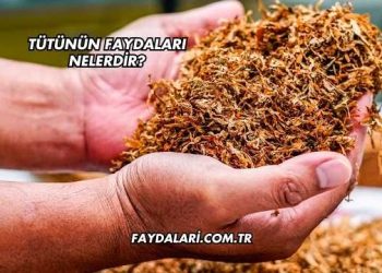Tütünün Faydaları Nelerdir?