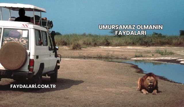 Umursamaz Olmanın Faydaları