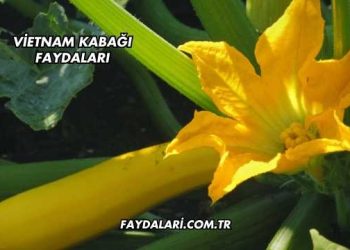 Vietnam Kabağı Faydaları