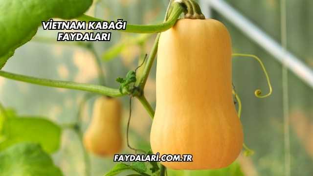 Vietnam Kabağı Faydaları