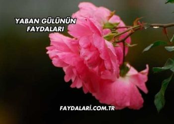 Yaban Gülünün Faydaları