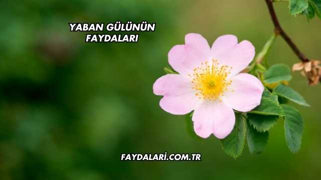 Yaban Gülünün Faydaları