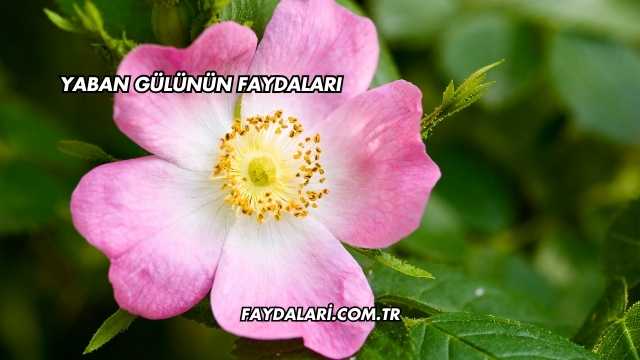Yaban Gülünün Faydaları