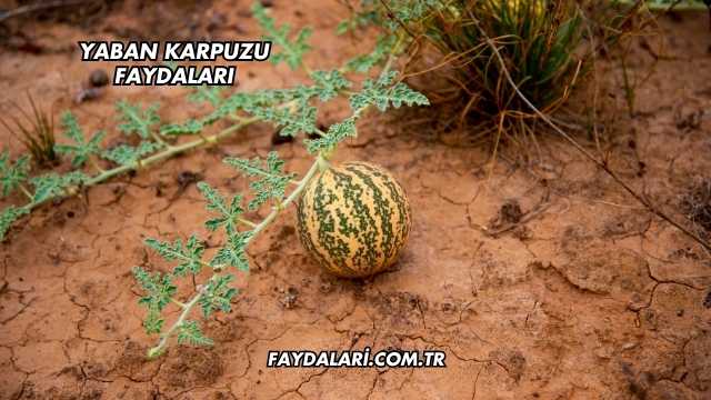 Yaban Karpuzu Faydaları
