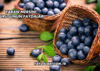 Yaban Mersini Kurusunun Faydaları