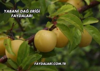 Yabani Dağ Eriği Faydaları