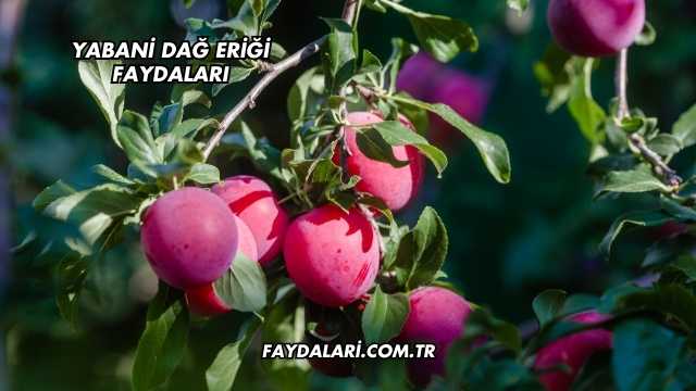 Yabani Dağ Eriği Faydaları