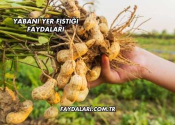 Yabani Yer Fıstığı Faydaları