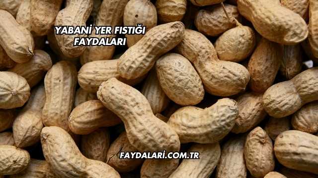 Yabani Yer Fıstığı Faydaları