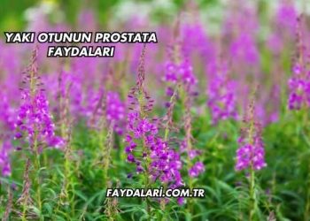 Yakı Otunun Prostata Faydaları