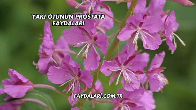 Yakı Otunun Prostata Faydaları