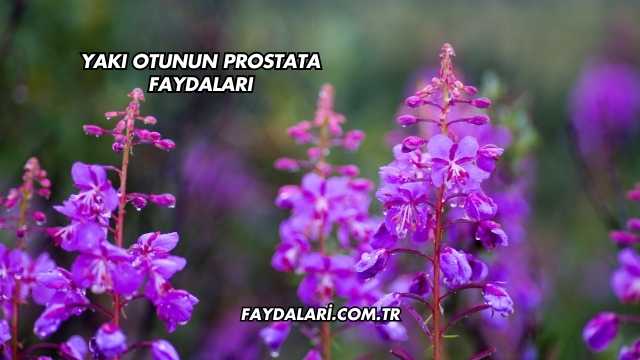 Yakı Otunun Prostata Faydaları
