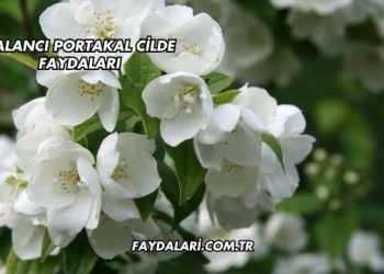 Yalancı Portakal Cilde Faydaları