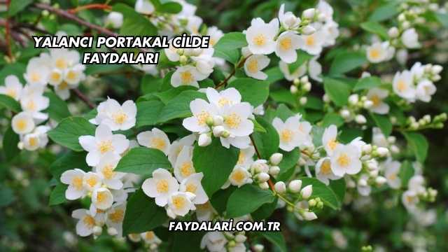 Yalancı Portakal Cilde Faydaları