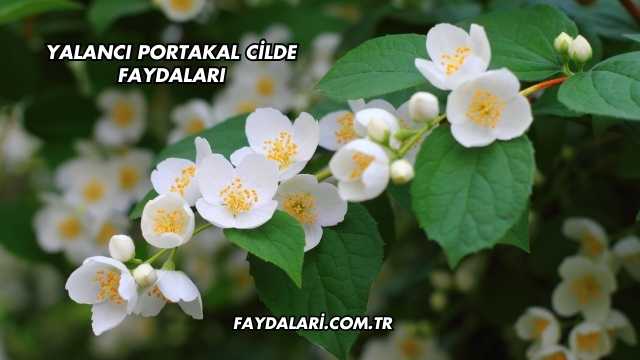 Yalancı Portakal Cilde Faydaları