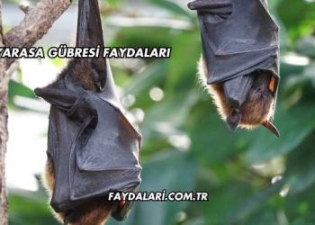 Yarasa Gübresi Faydaları