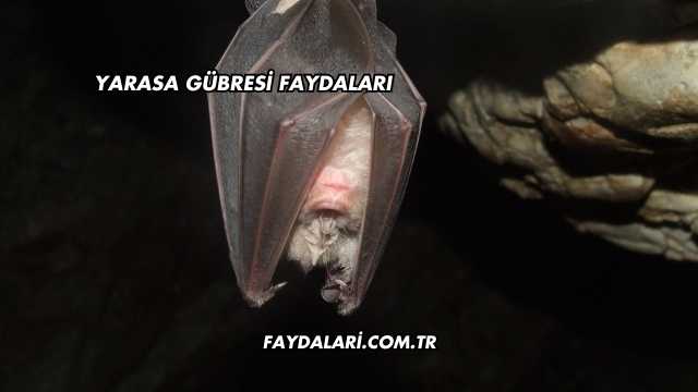 Yarasa Gübresi Faydaları