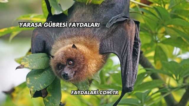 Yarasa Gübresi Faydaları