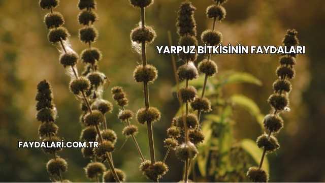 Yarpuz Bitkisinin Faydaları