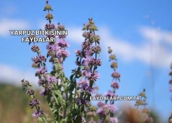 Yarpuz Bitkisinin Faydaları