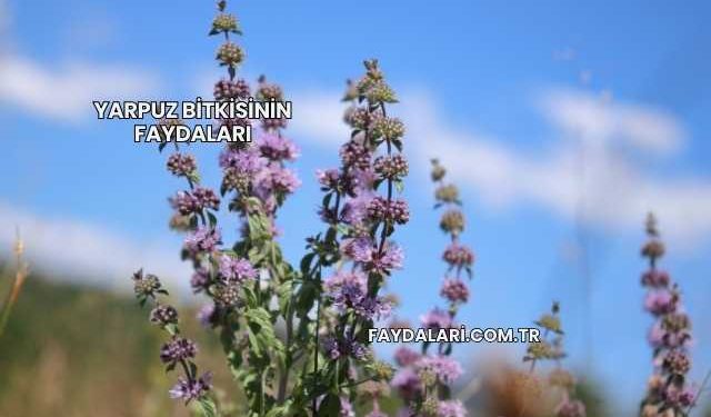 Yarpuz Bitkisinin Faydaları