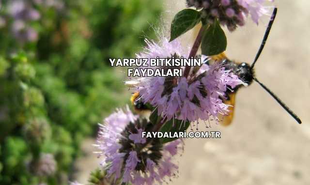Yarpuz Bitkisinin Faydaları