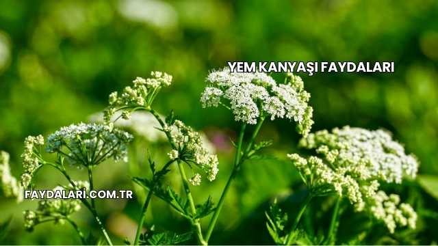 Yem Kanyaşı Faydaları