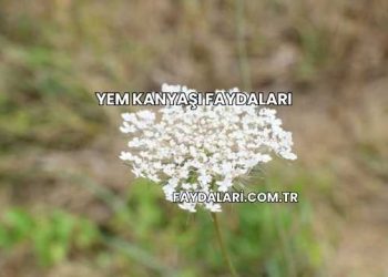 Yem Kanyaşı Faydaları