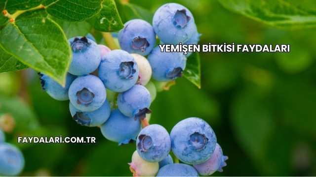 Yemişen Bitkisi Faydaları