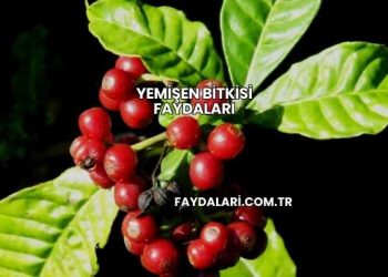Yemişen Bitkisi Faydaları