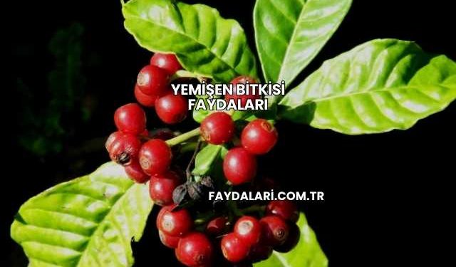 Yemişen Bitkisi Faydaları