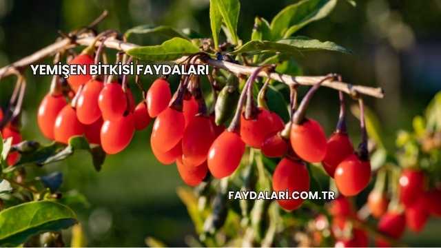 Yemişen Bitkisi Faydaları
