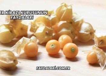 Yer Kirazı Kurusunun Faydaları