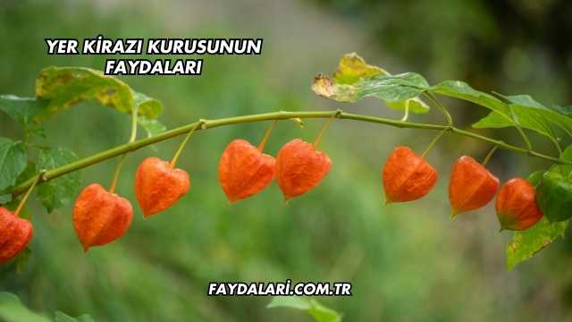 Yer Kirazı Kurusunun Faydaları