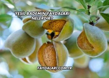 Yeşil Bademin Faydaları Nelerdir?