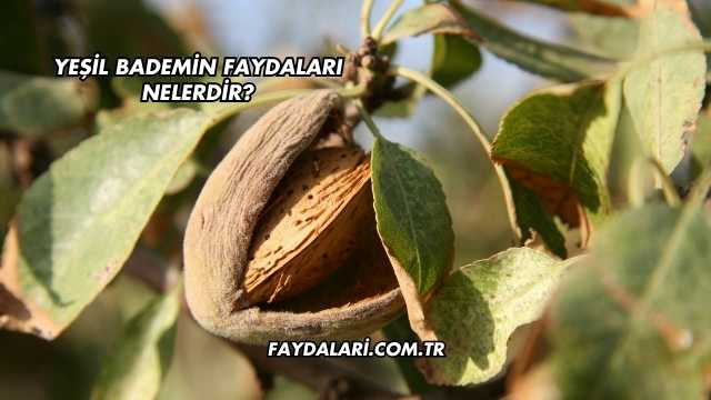 Yeşil Bademin Faydaları Nelerdir?