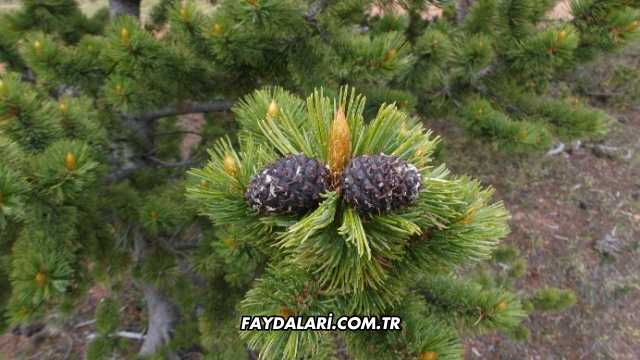 Yeşil Çam Kozalağı Pekmezi Faydaları