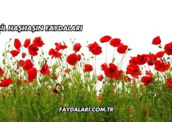 Yeşil Haşhaşın Faydaları