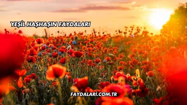 Yeşil Haşhaşın Faydaları