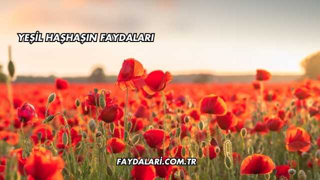 Yeşil Haşhaşın Faydaları