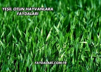 Yeşil Otun Hayvanlara Faydaları