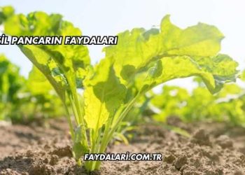 Yeşil Pancarın Faydaları